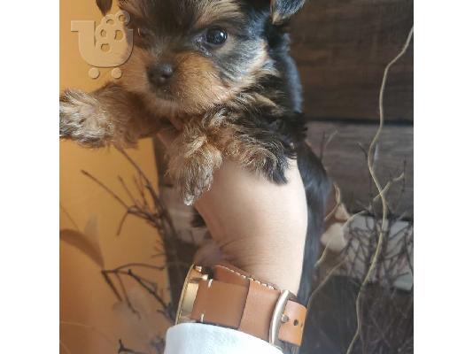 Κουταλάκια τσαγιού Yorki 300 €